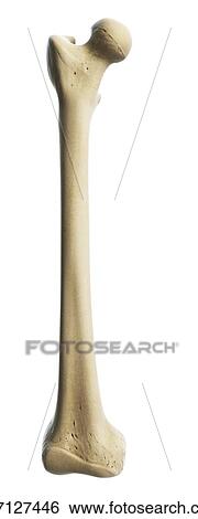 Thigh bone, artwork View Large Illustration Stock Illustration - Thigh bone, artwork. Fotosearch