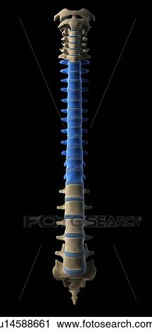 Thoracic spine, artwork View Large Illustration Clip Art - Thoracic spine, artwork. Fotosearch