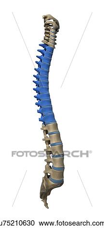 Clipart - Thoracic spine, artwork. Fotosearch