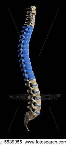 Thoracic spine, artwork View Large Illustration Stock Illustration - Thoracic spine, artwork. Fotosearch