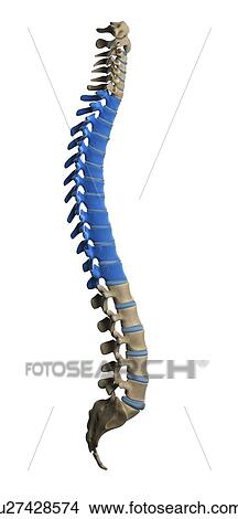 Thoracic spine, artwork View Large Illustration Stock Illustration - Thoracic spine, artwork. Fotosearch