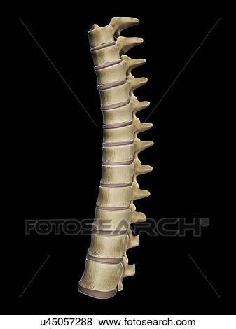 Thoracic spine, artwork View Large Illustration Stock Illustration - Thoracic spine, artwork. Fotosearch