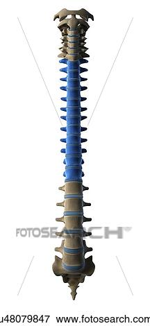 Stock Illustration - Thoracic spine, artwork. Fotosearch
