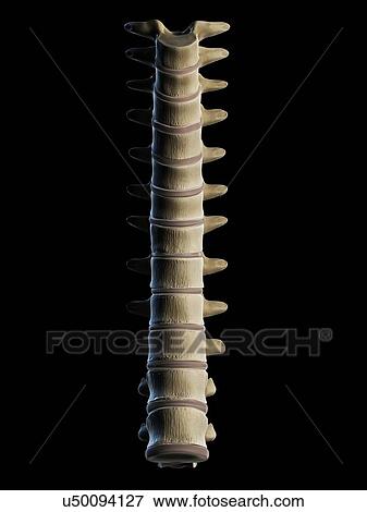 Thoracic spine, artwork View Large Illustration Stock Illustration - Thoracic spine, artwork. Fotosearch