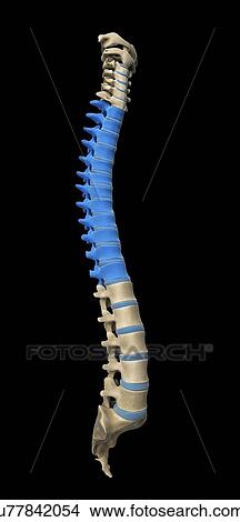 Thoracic spine, artwork View Large Illustration Stock Illustration - Thoracic spine, artwork. Fotosearch