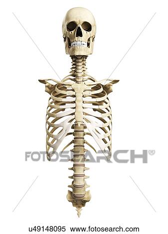 Thorax, spine and skull, artwork View Large Illustration Stock Illustration - Thorax, spine and skull, artwork. Fotosearch