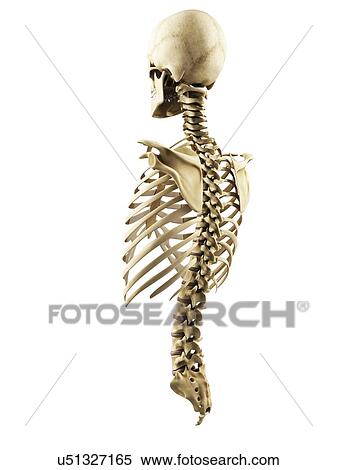 Stock Illustration - Thorax, spine and skull, artwork. Fotosearch