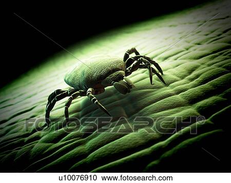 Tick, artwork View Large Illustration Clipart - Tick, artwork. Fotosearch
