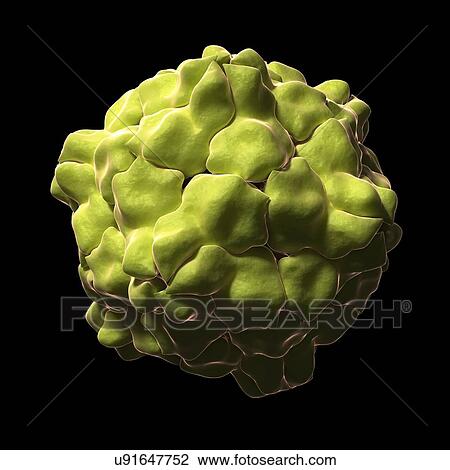 Tobacco ringspot virus particle, artwork View Large Illustration Drawing - Tobacco ringspot virus particle, artwork. Fotosearch