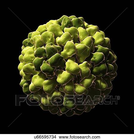 Tomato aspermy virus particle, artwork View Large Illustration Stock Illustration - Tomato aspermy virus particle, artwork. Fotosearch