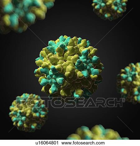 Tomato bushy stunt virus, artwork View Large Illustration Clip Art - Tomato bushy stunt virus, artwork. Fotosearch