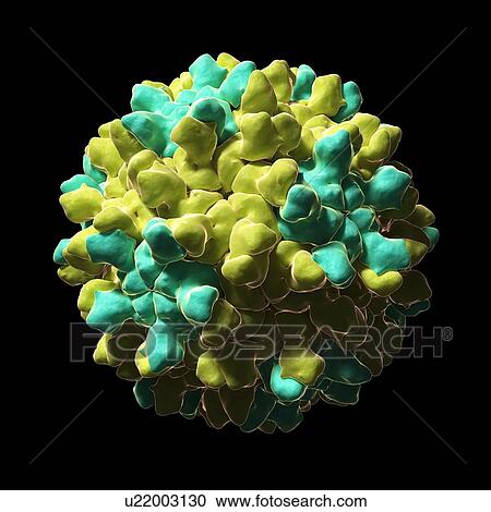 Tomato bushy stunt virus particle, artwor View Large Illustration Clipart - Tomato bushy stunt virus particle, artwor. Fotosearch