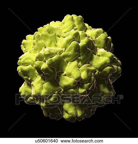 Clipart - Turnip yellow mosaic virus, artwork. Fotosearch