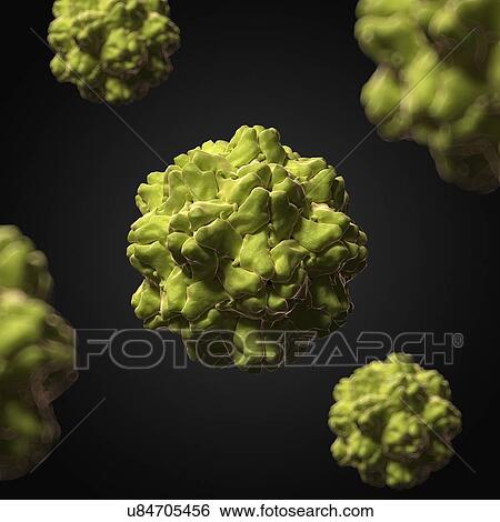 Turnip Yellow Mosaic virus, artwork View Large Illustration Stock Illustration - Turnip Yellow Mosaic virus, artwork. Fotosearch