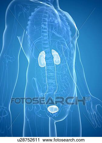 Clip Art - Urinary system, artwork. Fotosearch