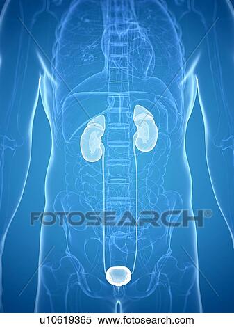 Stock Illustration - Urinary system, artwork. Fotosearch