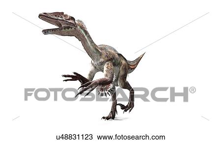 Drawing - Utahraptor dinosaur, artwork. Fotosearch