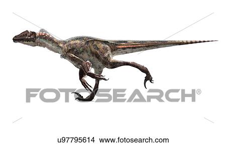 Utahraptor dinosaur, artwork View Large Illustration Stock Illustration - Utahraptor dinosaur, artwork. Fotosearch