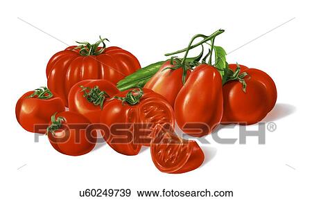 Stock Illustration - Varieties of tomato, artwork. Fotosearch
