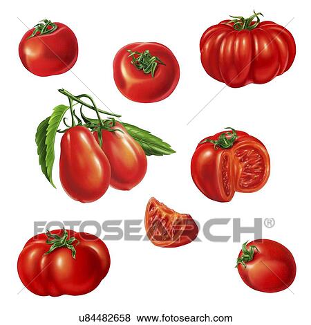 Stock Illustration - Varieties of tomato, artwork. Fotosearch