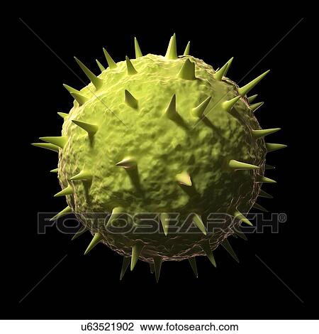 Drawing - Venezuelan haemorrhagic fever virus. Fotosearch