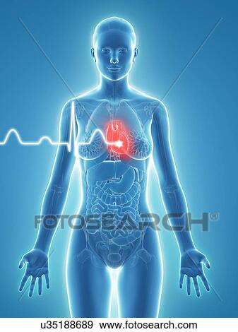 Stock Illustration - Woman's heartbeat, artwork. Fotosearch