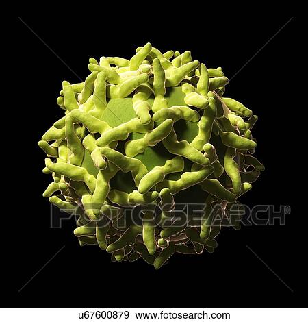 Yellow fever virus, artwork View Large Illustration Stock Illustration - Yellow fever virus, artwork. Fotosearch