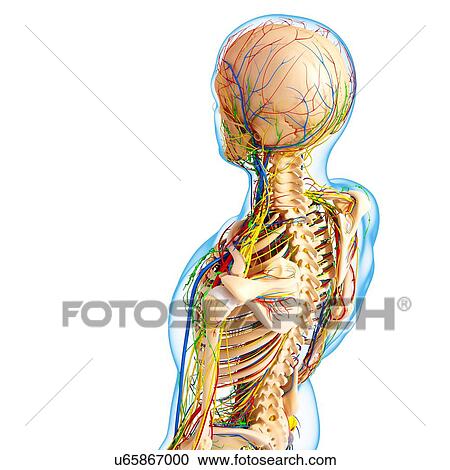 人間の解剖学 ｱｰﾄﾜｰｸ クリップアート 切り張り イラスト 絵画 集 U Fotosearch