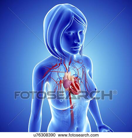 女性 心臓血管のシステム ｱｰﾄﾜｰｸ クリップアート 切り張り イラスト 絵画 集 U Fotosearch