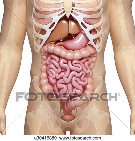 腹部 解剖学 ｱｰﾄﾜｰｸ クリップアート 切り張り イラスト 絵画 集 U Fotosearch