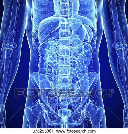 Abdominal anatomy, artwork View Large Illustration Clip Art - Abdominal anatomy, artwork. Fotosearch