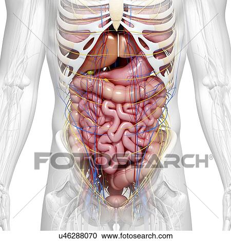 Abdominal Anatomy Artwork Clipart U46288070 Fotosearch