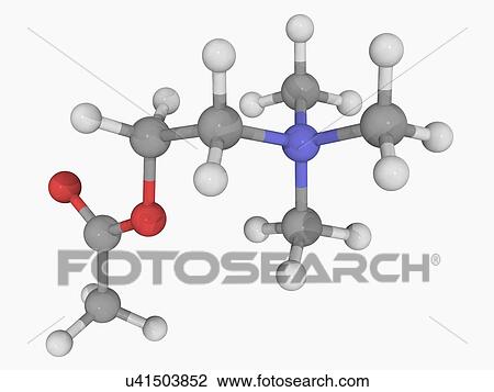 Acetylcholine molecule View Large Illustration Drawing - Acetylcholine molecule. Fotosearch