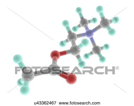 Stock Illustration - Acetylcholine molecule. Fotosearch