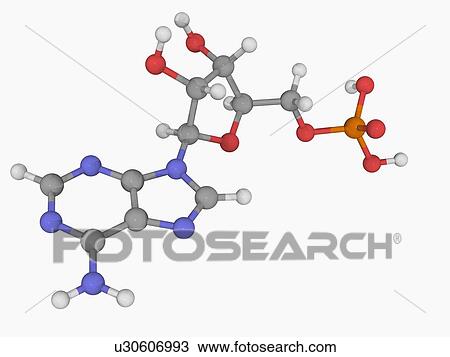 Adenosine monophosphate molecule View Large Illustration Drawing - Adenosine monophosphate molecule. Fotosearch