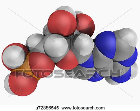 Adenosine monophosphate molecule View Large Illustration Stock Illustration - Adenosine monophosphate molecule. Fotosearch