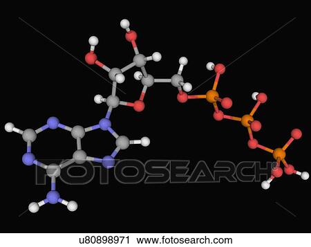 Adenosine triphosphate molecule View Large Illustration Clip Art - Adenosine triphosphate molecule. Fotosearch
