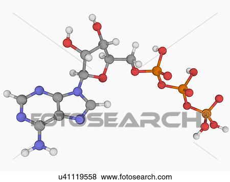 Adenosine triphosphate molecule View Large Illustration Stock Illustration - Adenosine triphosphate molecule. Fotosearch