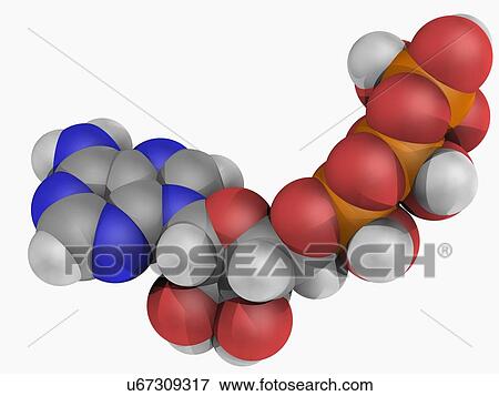 Stock Illustration - Adenosine triphosphate molecule. Fotosearch