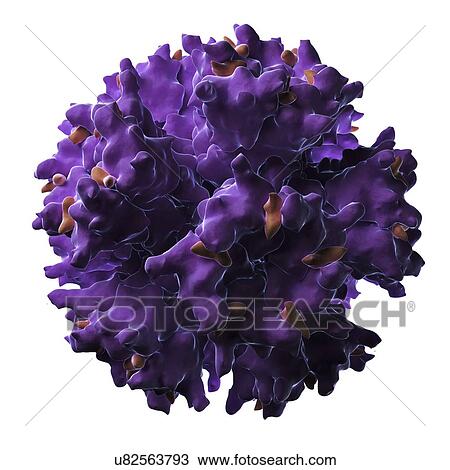 Drawing - Adenovirus particle. Fotosearch