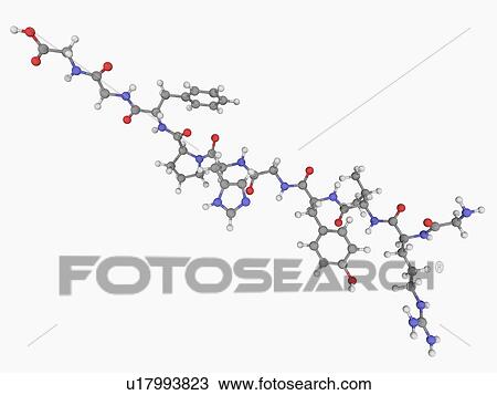 Angiotensin hormone molecule View Large Illustration Drawing - Angiotensin hormone molecule. Fotosearch