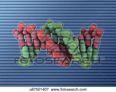 B-DNA molecule View Large Illustration Stock Illustration - B-DNA molecule. Fotosearch