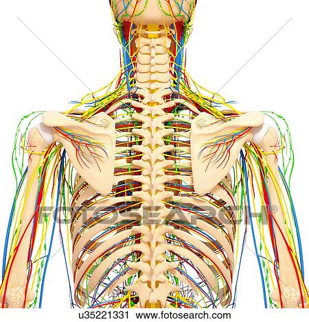 Clip Art - Back anatomy, artwork. Fotosearch
