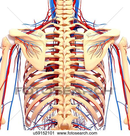 Clip Art - Back anatomy, artwork. Fotosearch