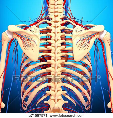 Clip Art - Back anatomy, artwork. Fotosearch