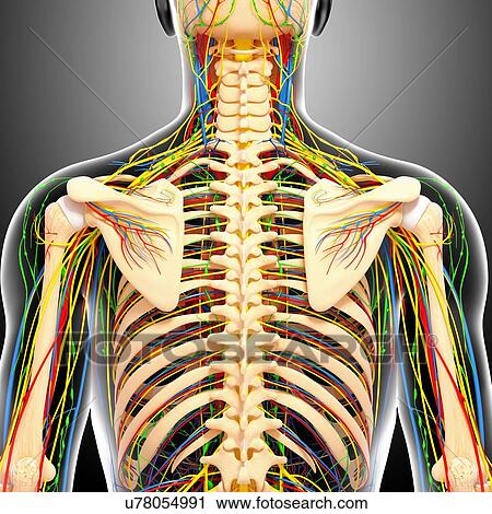 Clip Art - Back anatomy, artwork. Fotosearch