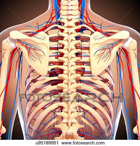 Clip Art - Back anatomy, artwork. Fotosearch