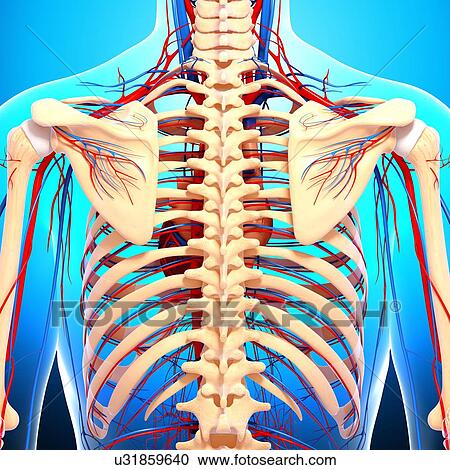 Back anatomy, artwork View Large Illustration Clipart - Back anatomy, artwork. Fotosearch