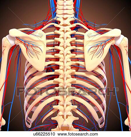 Back anatomy, artwork View Large Illustration Clipart - Back anatomy, artwork. Fotosearch