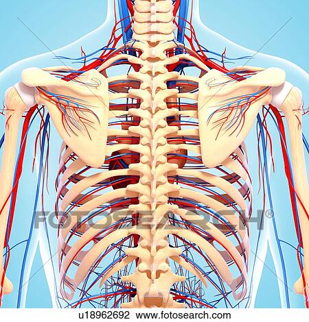 Back anatomy, artwork View Large Illustration Drawing - Back anatomy, artwork. Fotosearch